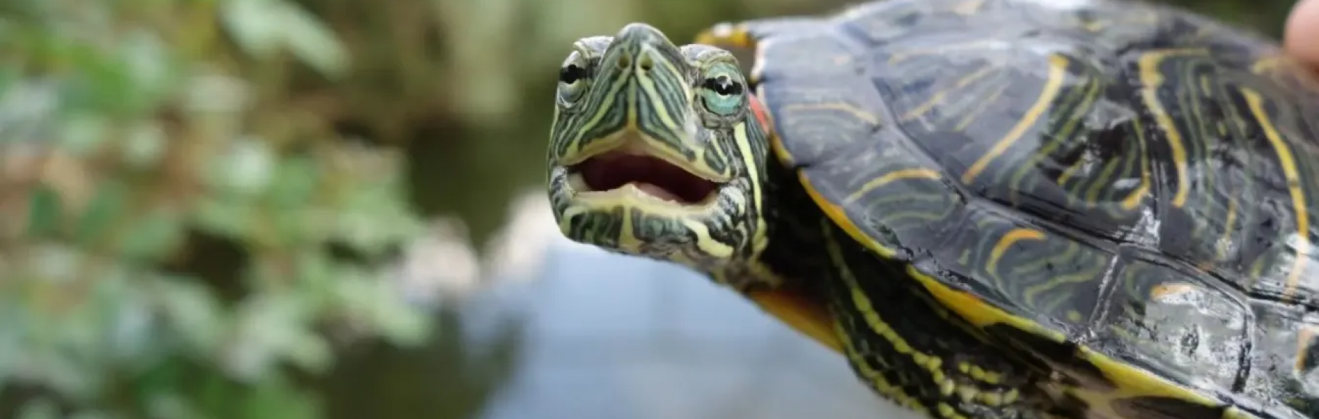 How do turtles inform the origins of the visual brain?