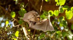 Fruit Bats Have Cognitive Abilities Previously Believed to Be Exclusive to Humans- prof. Yossi Yovel,