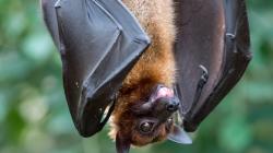 When Bats Confront Rats: Seasonal Struggle For Survival