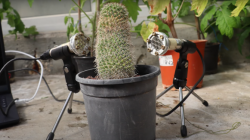 Plants Aren’t Silent