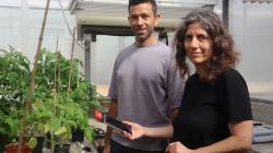 Animals react to secret sounds from plants, say scientists